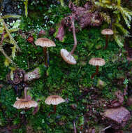 صورة Lichenomphalia meridionalis (Contu & La Rocca) P.-A. Moreau & Courtec. 2008