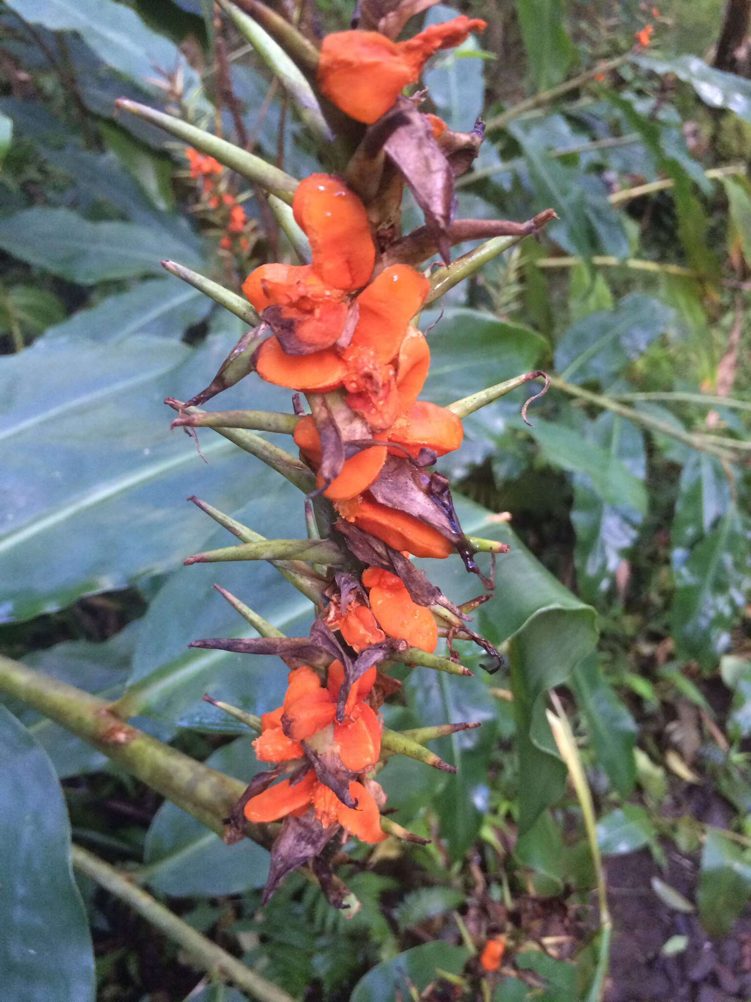 Слика од Hedychium gardnerianum Sheppard ex Ker Gawl.