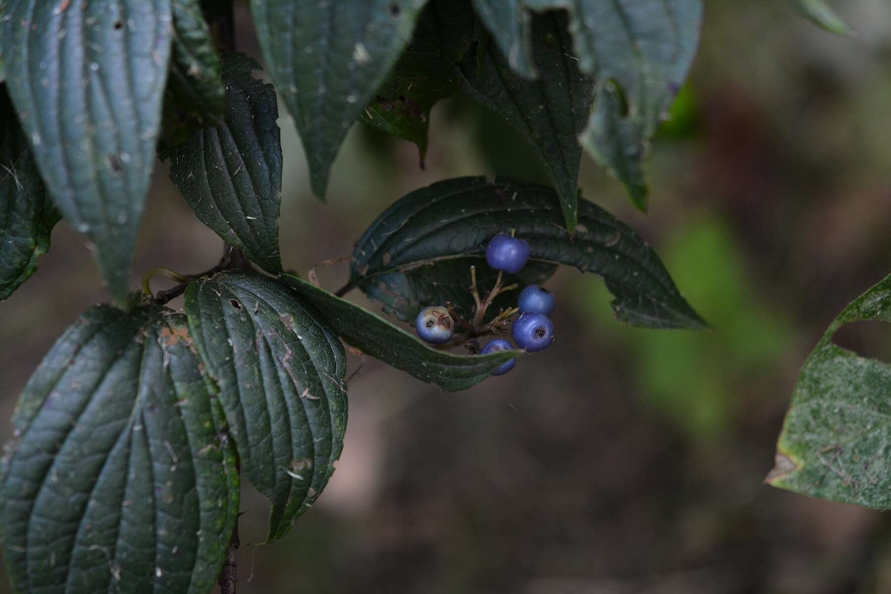 Слика од Cornus excelsa Kunth