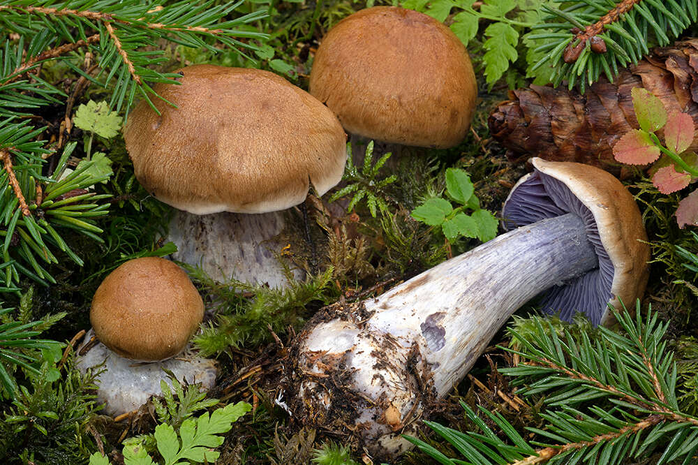 Слика од Cortinarius riederi (Weinm.) Fr. 1838