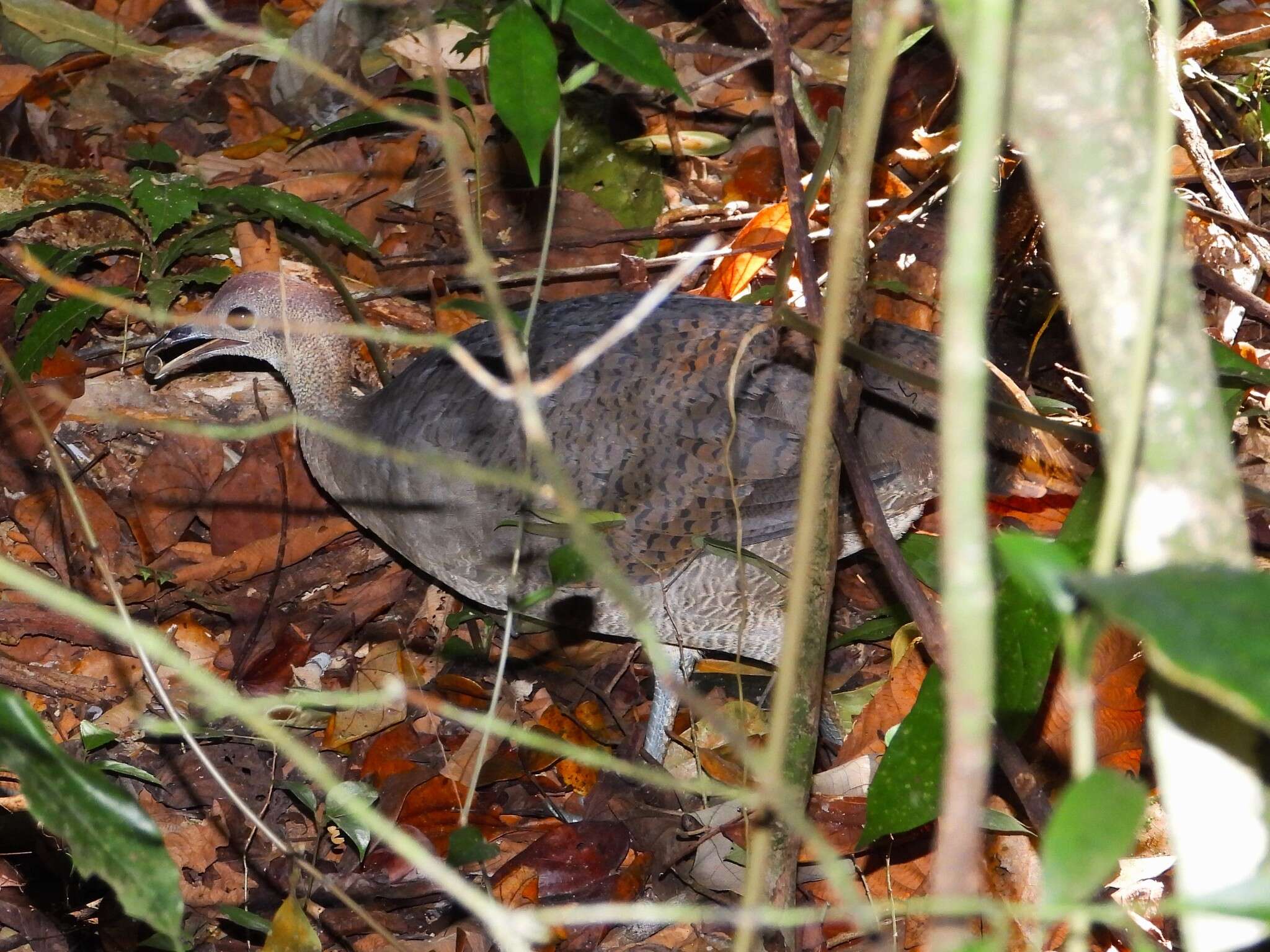 Image of Great Tinamou