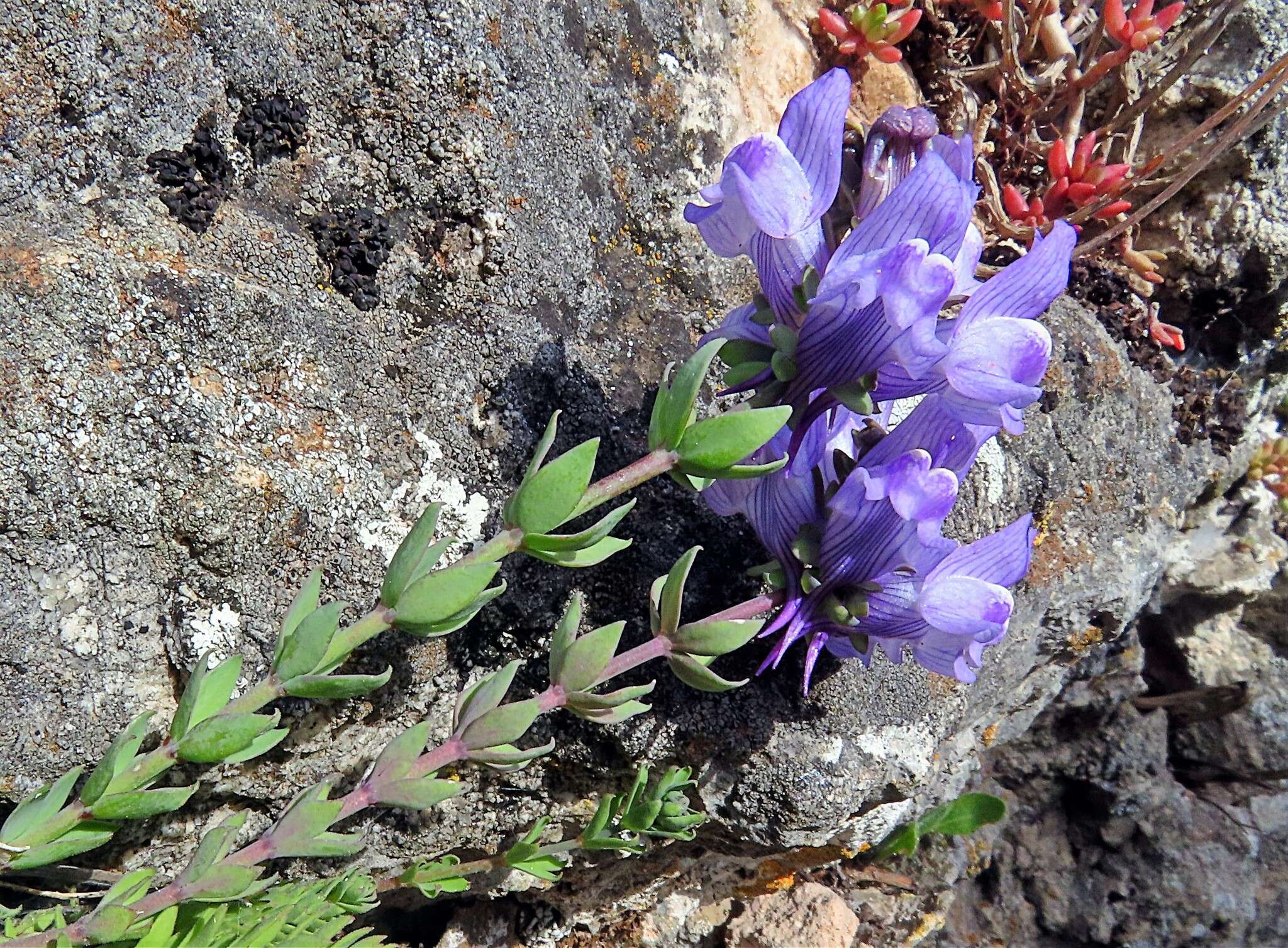 صورة Linaria verticillata subsp. cuartanensis (Degen & Hervier) L. Sáez & M. B. Crespo