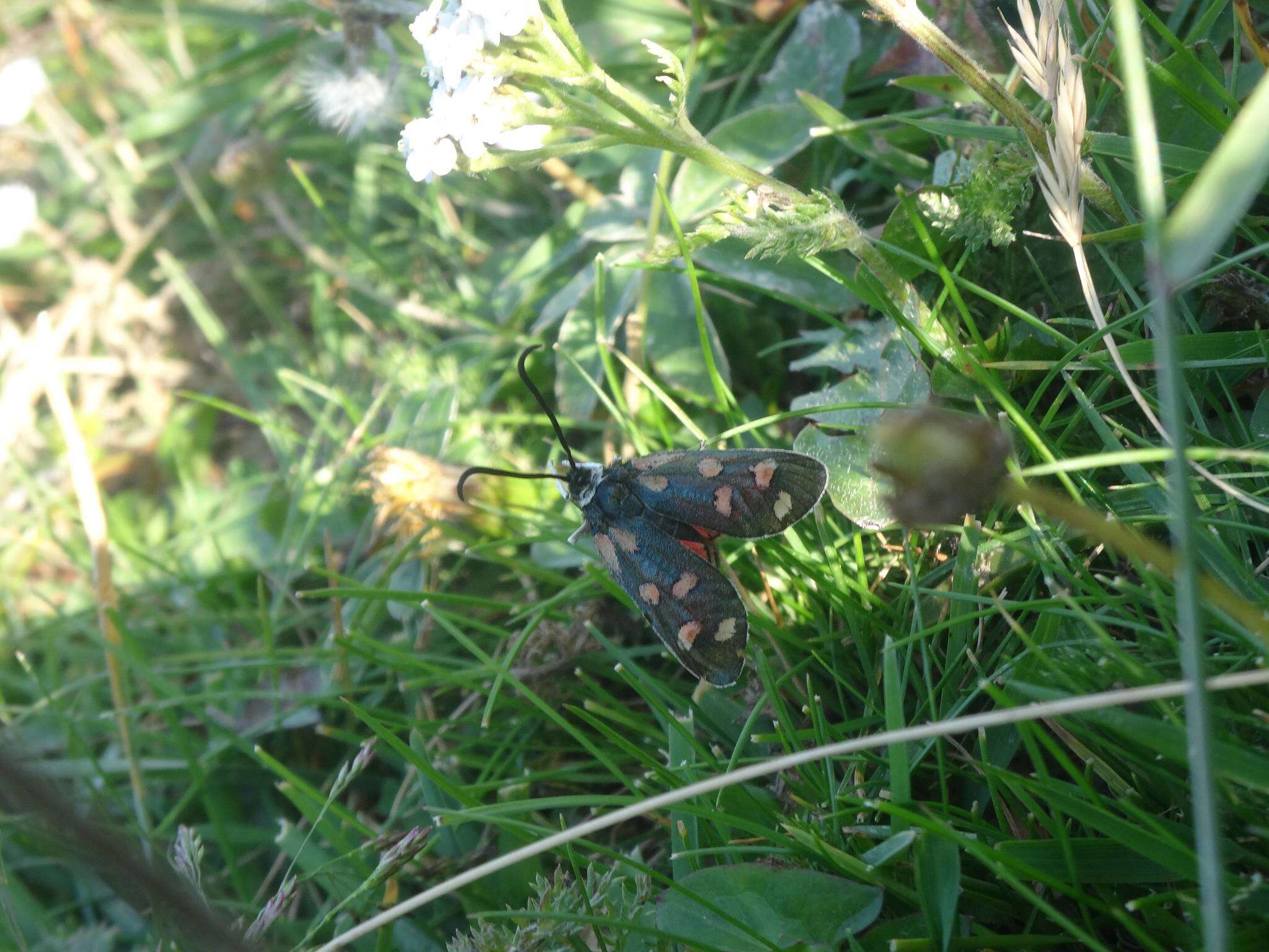 Image of Zygaena anthyllidis Boisduval 1828