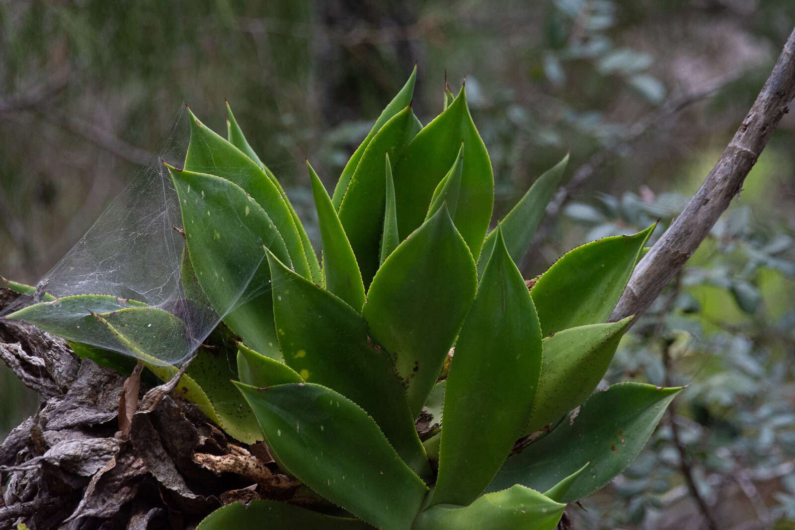 صورة Agave mitis Mart.