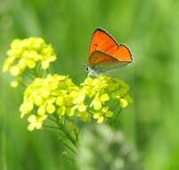 Image of Lycaena dispar rutilus (Werneburg 1864)