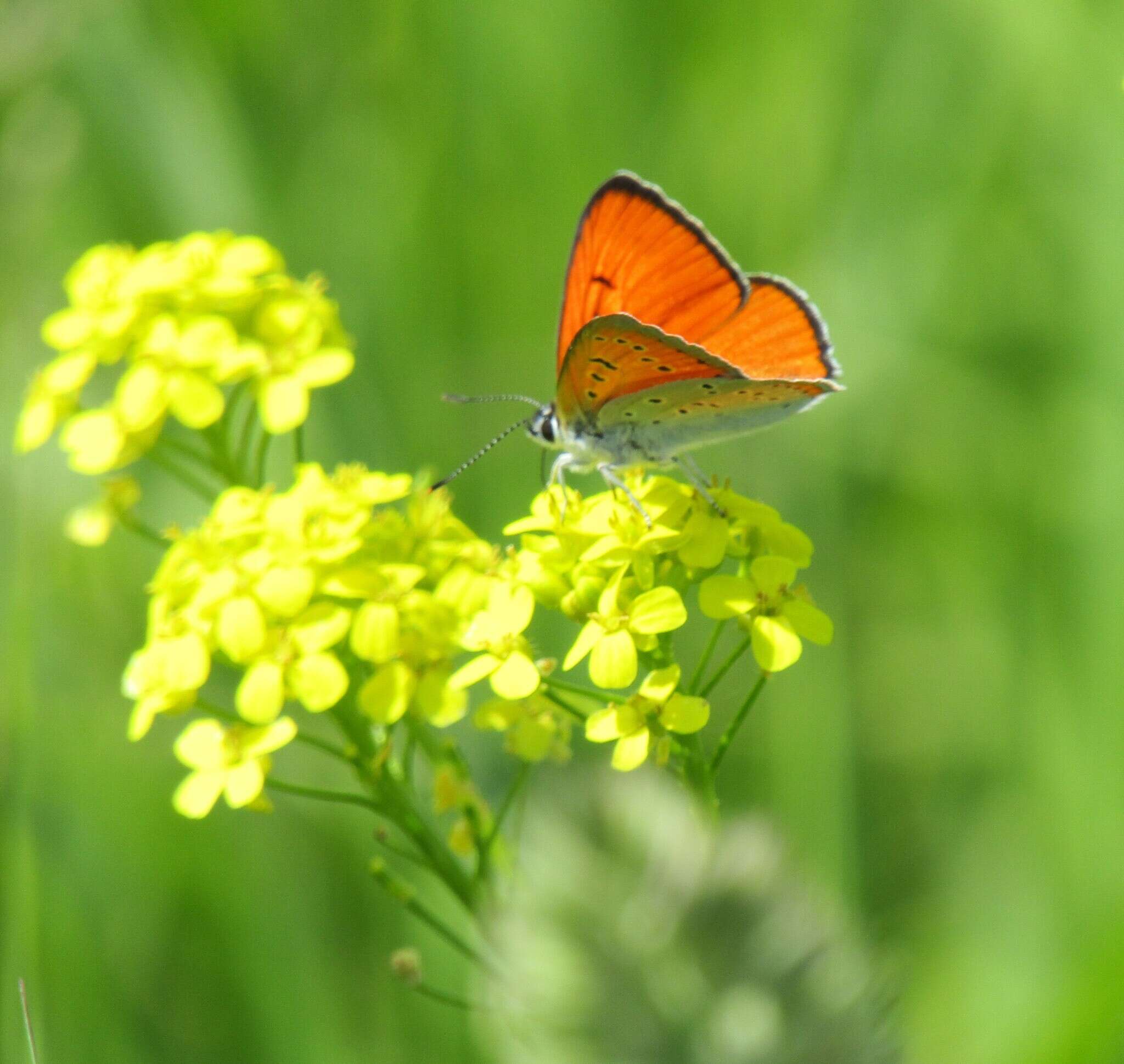 Image of Lycaena dispar rutilus (Werneburg 1864)