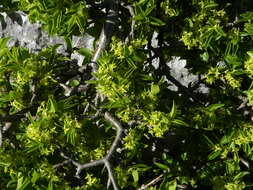 Sivun Rhamnus saxatilis Jacq. kuva