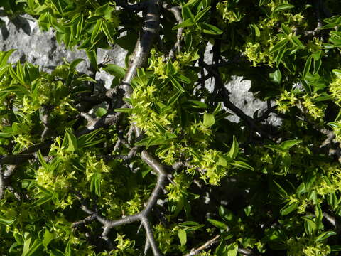 Слика од Rhamnus saxatilis Jacq.