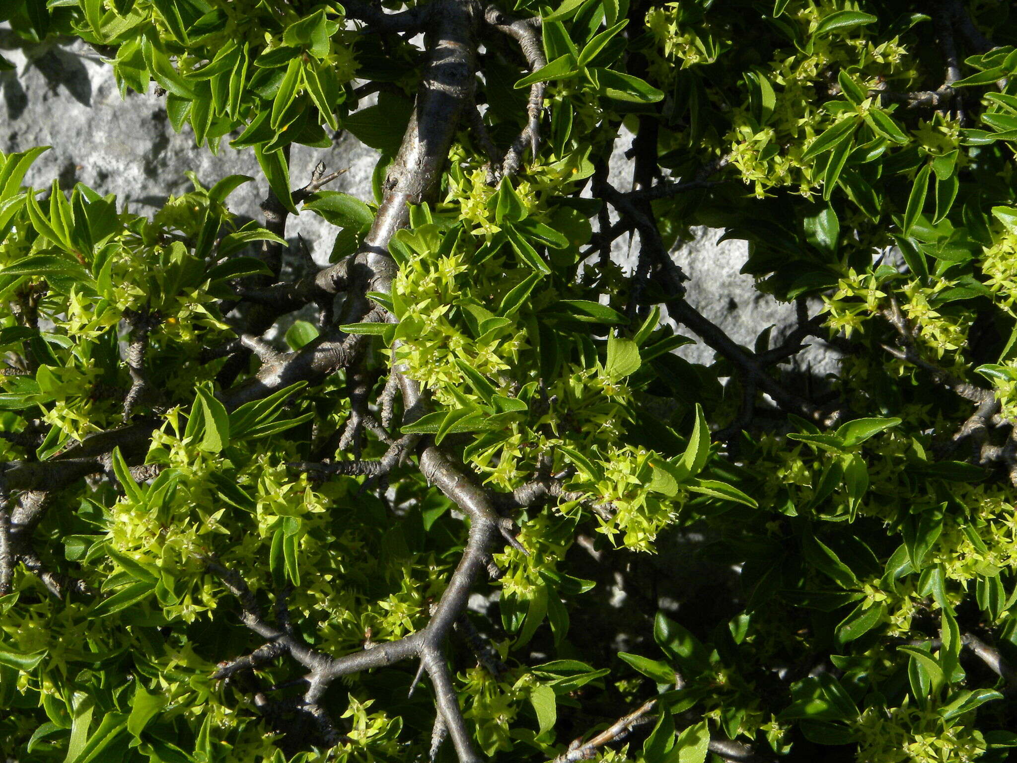 Sivun Rhamnus saxatilis Jacq. kuva