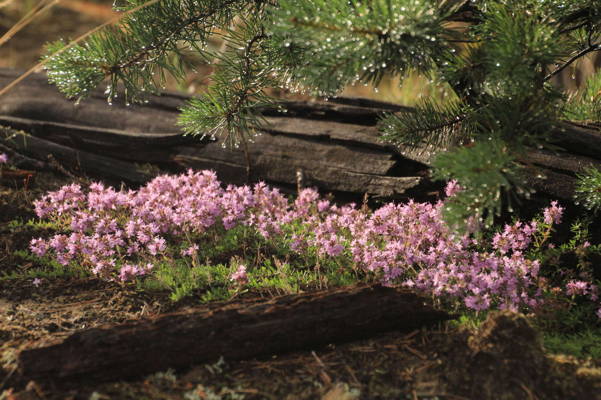 Слика од Thymus serpyllum L.