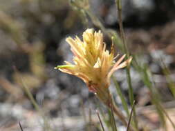 Image of Kaibab Plateau Indian paintbrush