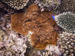 Image of Hedgehog Coral