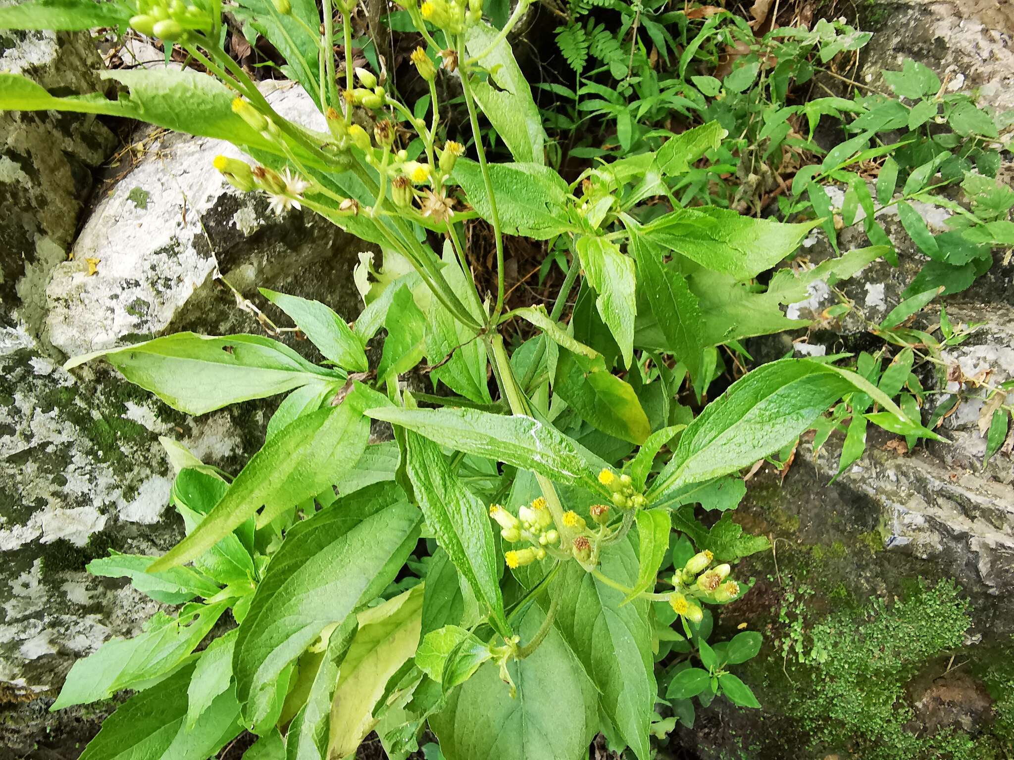 Schistocarpha eupatorioides (Fenzl) O. Kuntze resmi