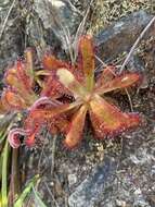 Image of <i>Drosera ericgreenii</i> A. Fleischm., R. P. Gibson & Rivadavia