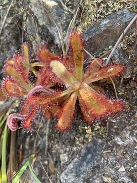 Imagem de <i>Drosera ericgreenii</i> A. Fleischm., R. P. Gibson & Rivadavia