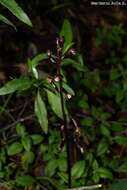 Image of Corallorhiza bulbosa A. Rich. & Galeotti