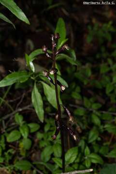 Image of Corallorhiza bulbosa A. Rich. & Galeotti