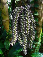 Image of Burmese fishtail palm