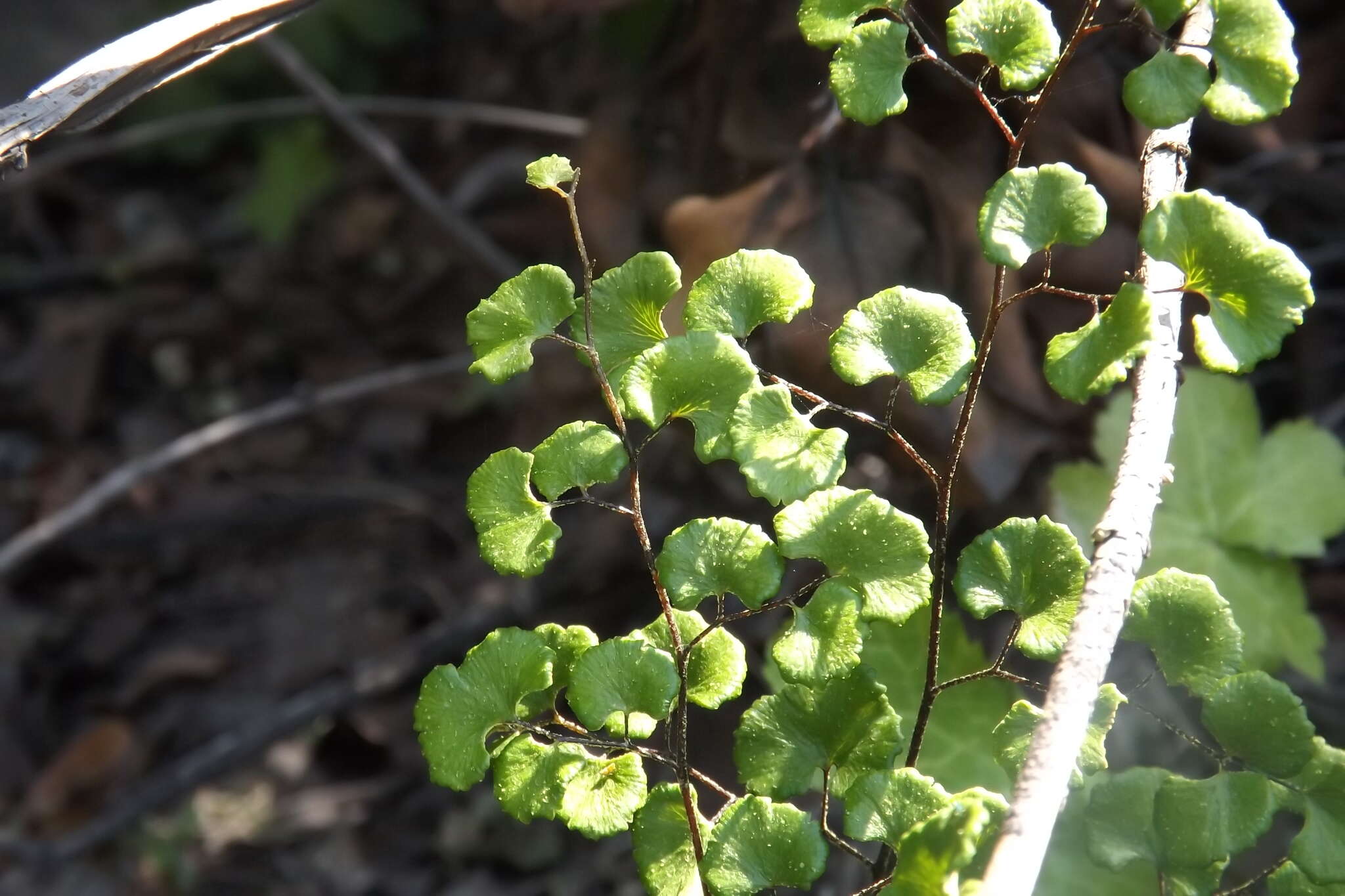 Image of Adiantum chilense Kaulf.