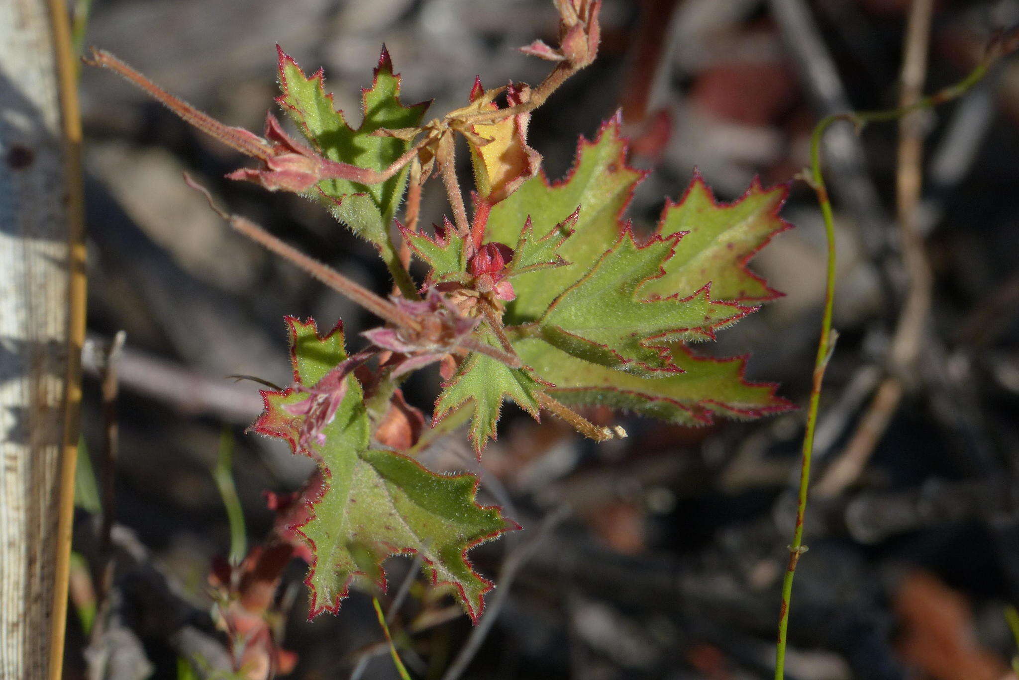 Imagem de <i>Pelargonium scabroide</i>