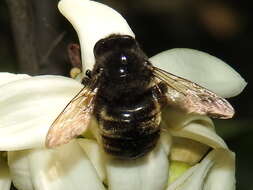 Xylocopa tabaniformis parkinsoniae Cockerell 1917 resmi