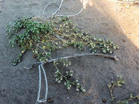 Image of Euphorbia leucophylla Benth.