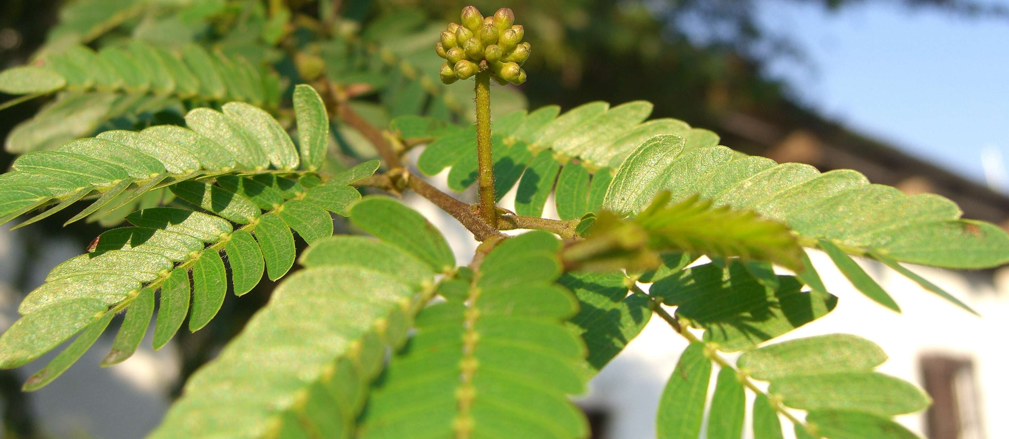 Image of Surinamese stickpea