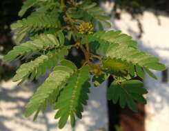 Image of Surinamese stickpea