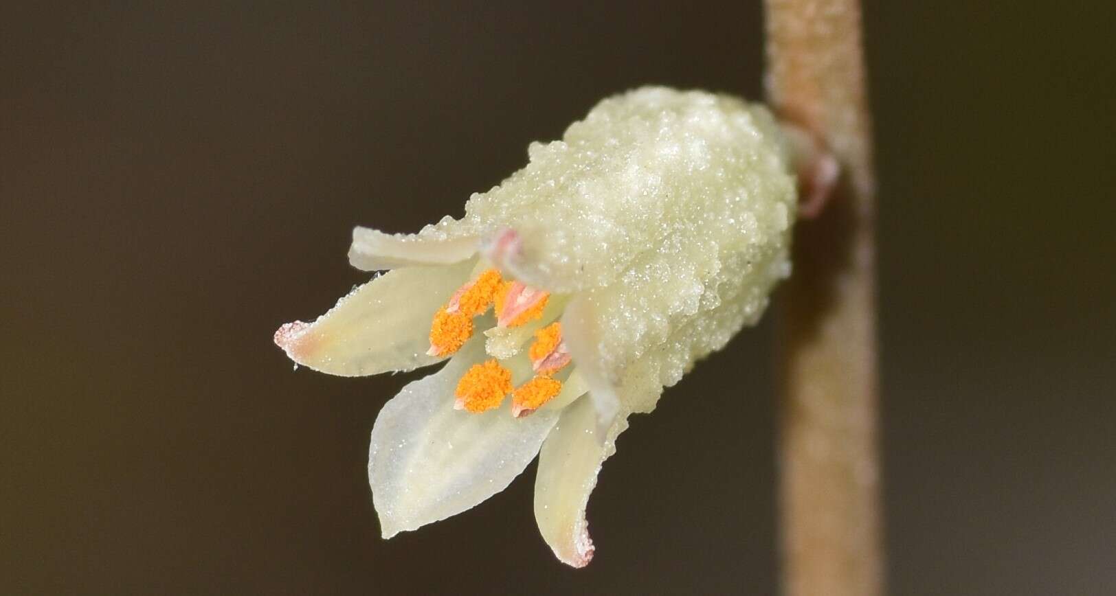 Image of Bracted Colicroot