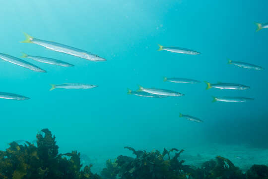 Image of Obtuse barracuda