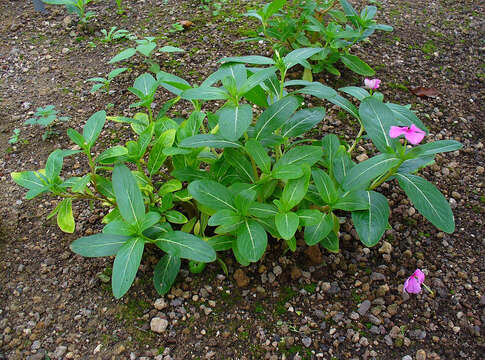 Imagem de Catharanthus roseus (L.) G. Don