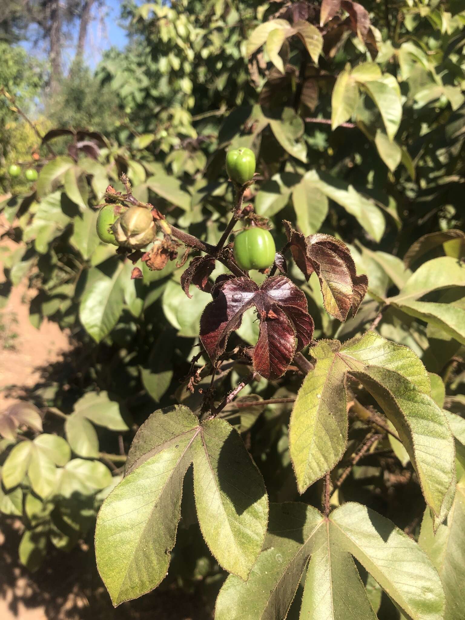 Imagem de Jatropha gossypiifolia var. gossypiifolia