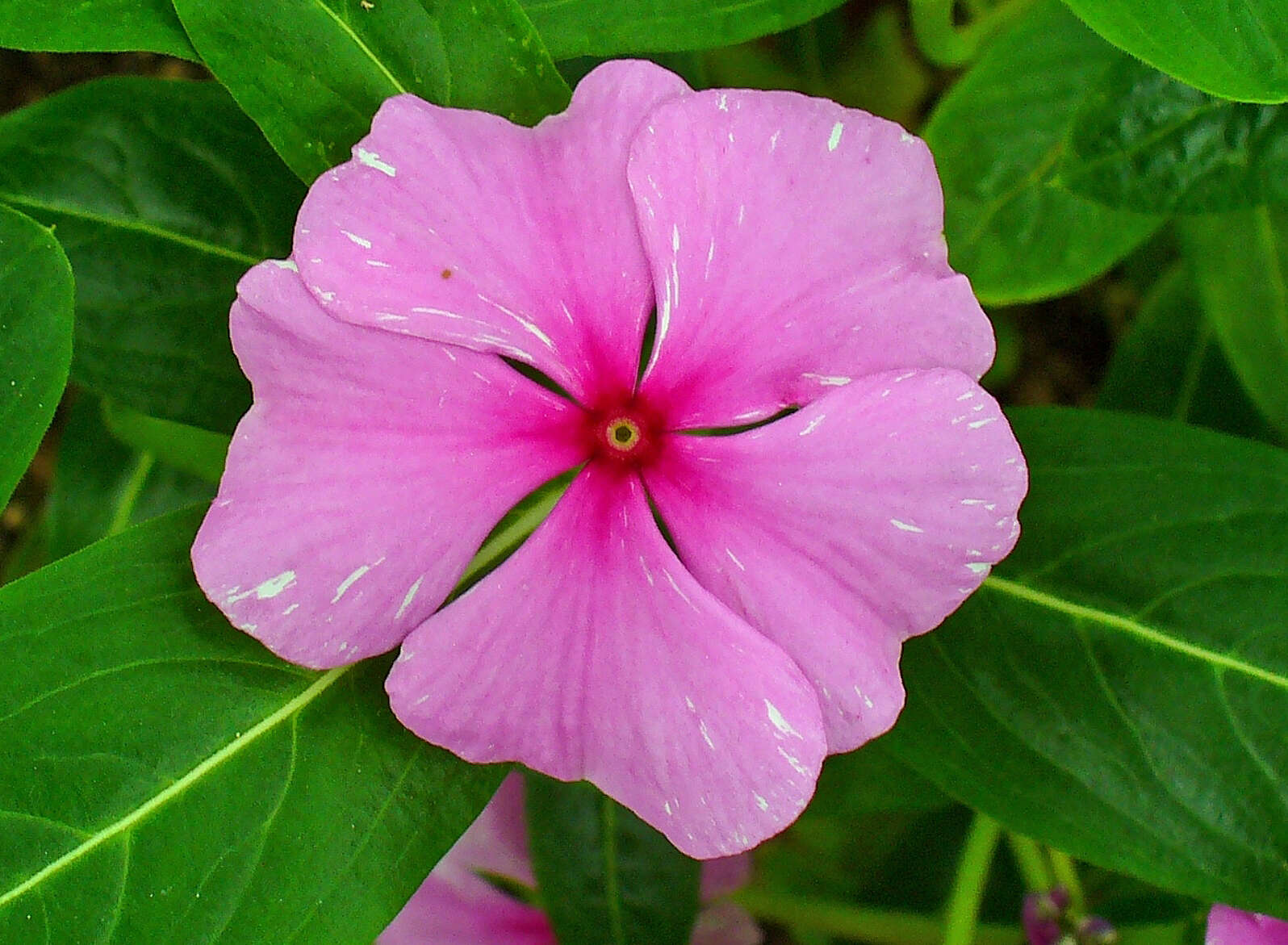 Image of Madagascar periwinkle