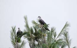 Image of Speckled Wood Pigeon