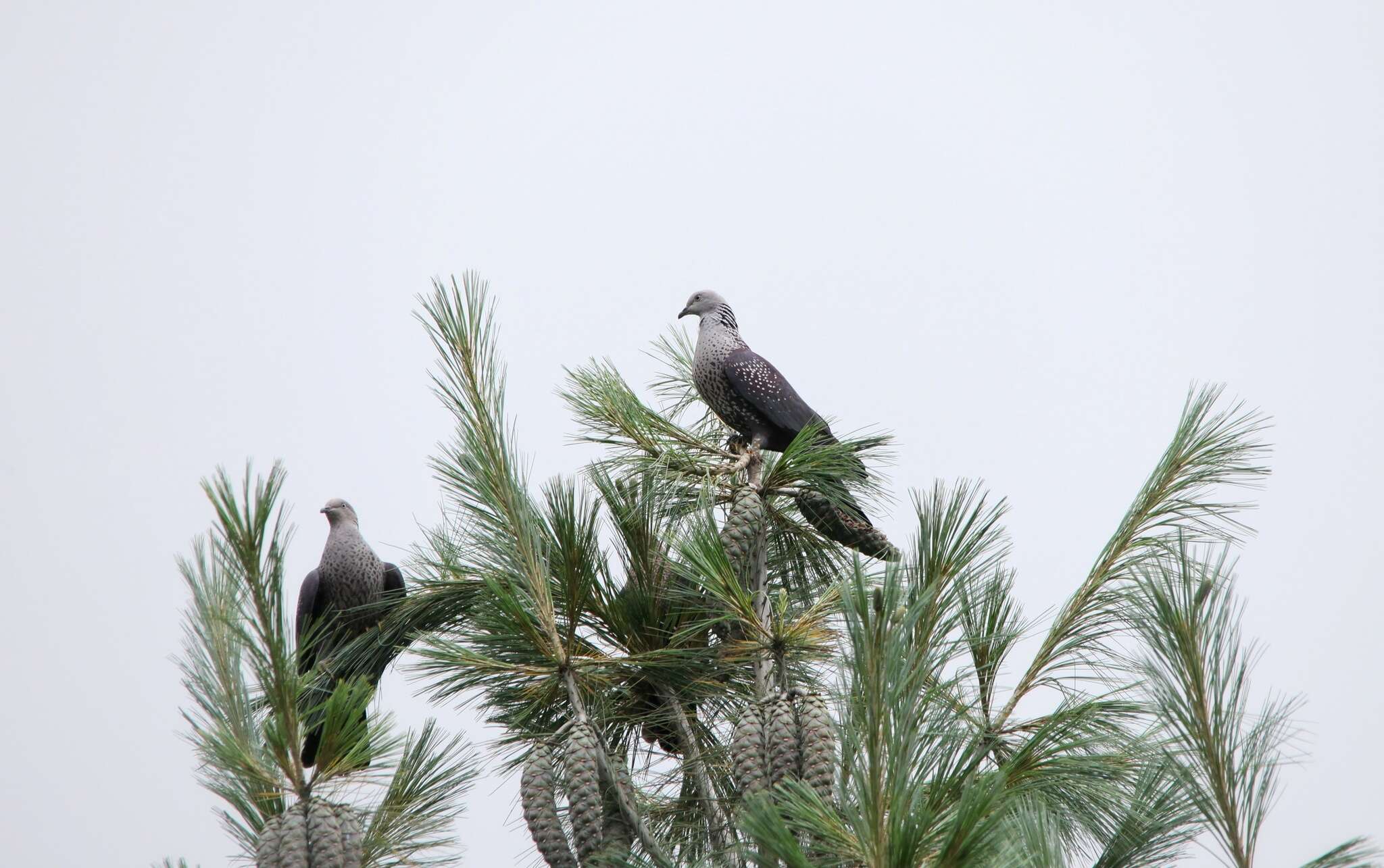 Image de Pigeon de Hodgson