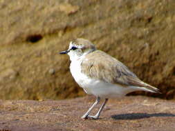 Sivun Charadrius marginatus mechowi (Cabanis 1884) kuva