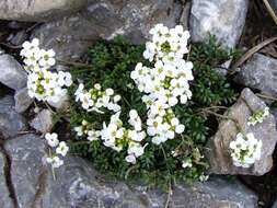 Image of alpine hutchinsia