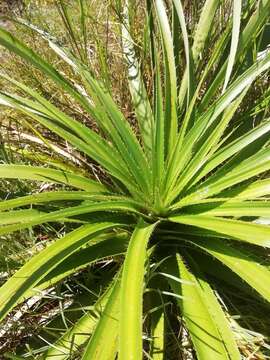 Image of Eryngium eburneum Decne.