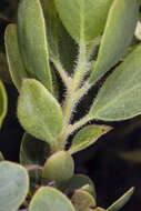 Image of Klamath manzanita