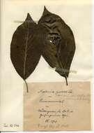 Image of Stigmella minusculella (Herrich-Schäffer 1855) Beirne 1945