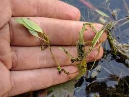 Image of Snail-Seed Pondweed