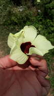 Hibiscus vitifolius L.的圖片