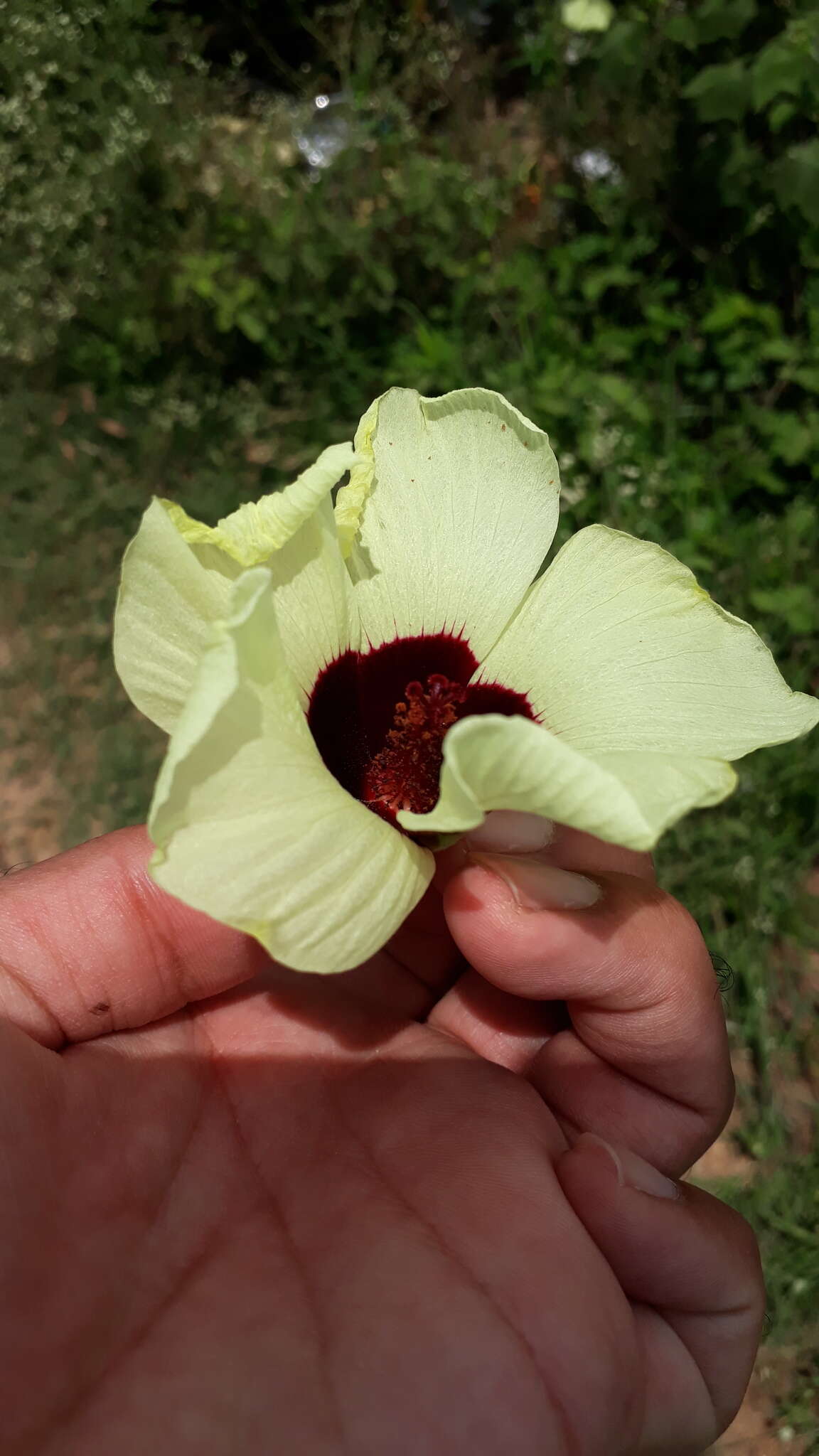 Hibiscus vitifolius L.的圖片