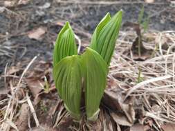 Image of white false hellebore