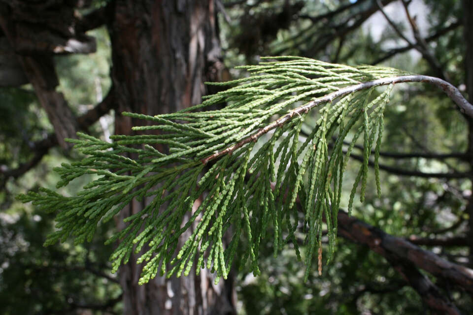 Image of Incense-cedar