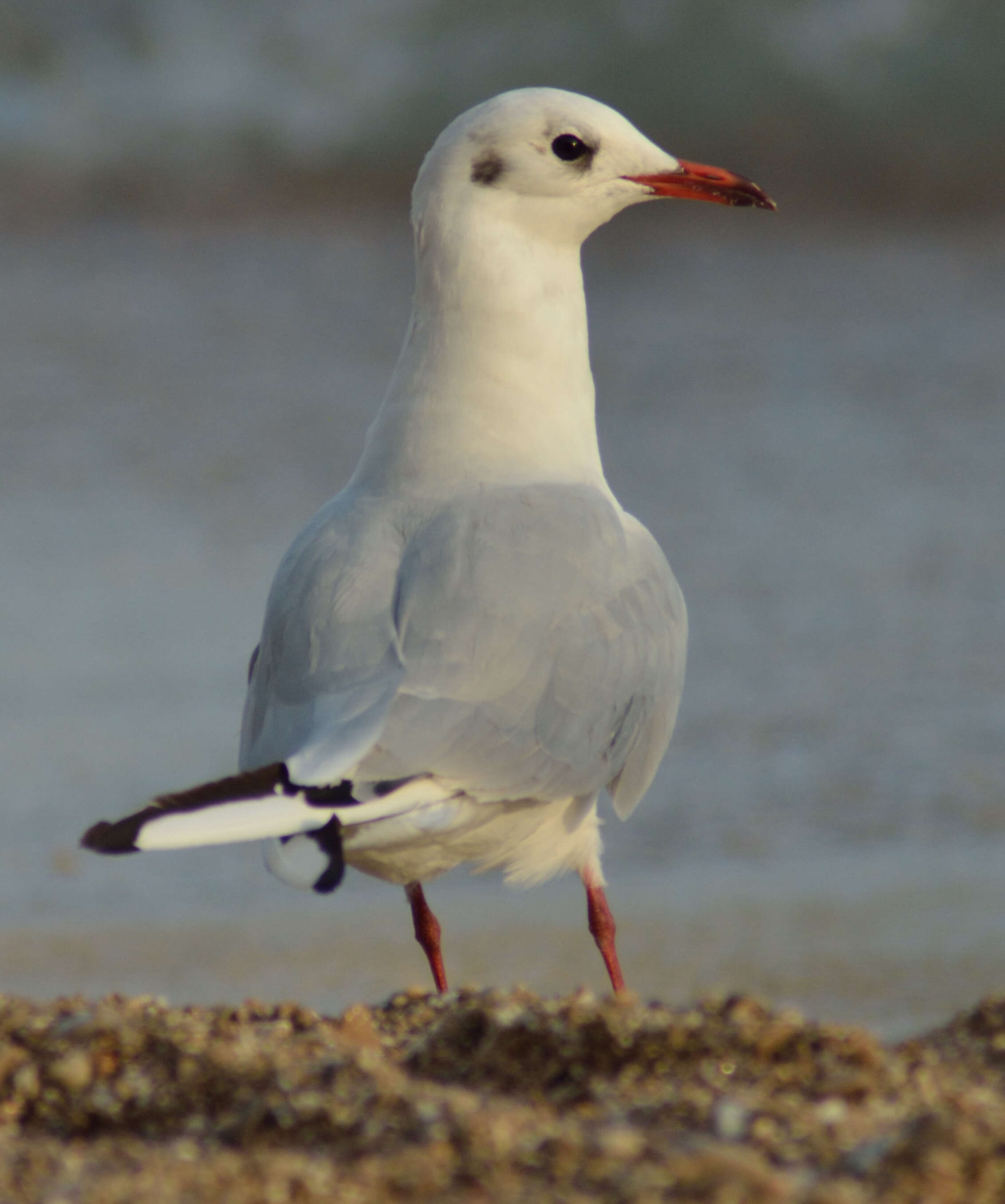 Image of Black-headed Gull