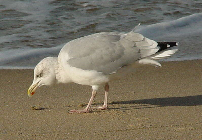 Image of European Herring Gull