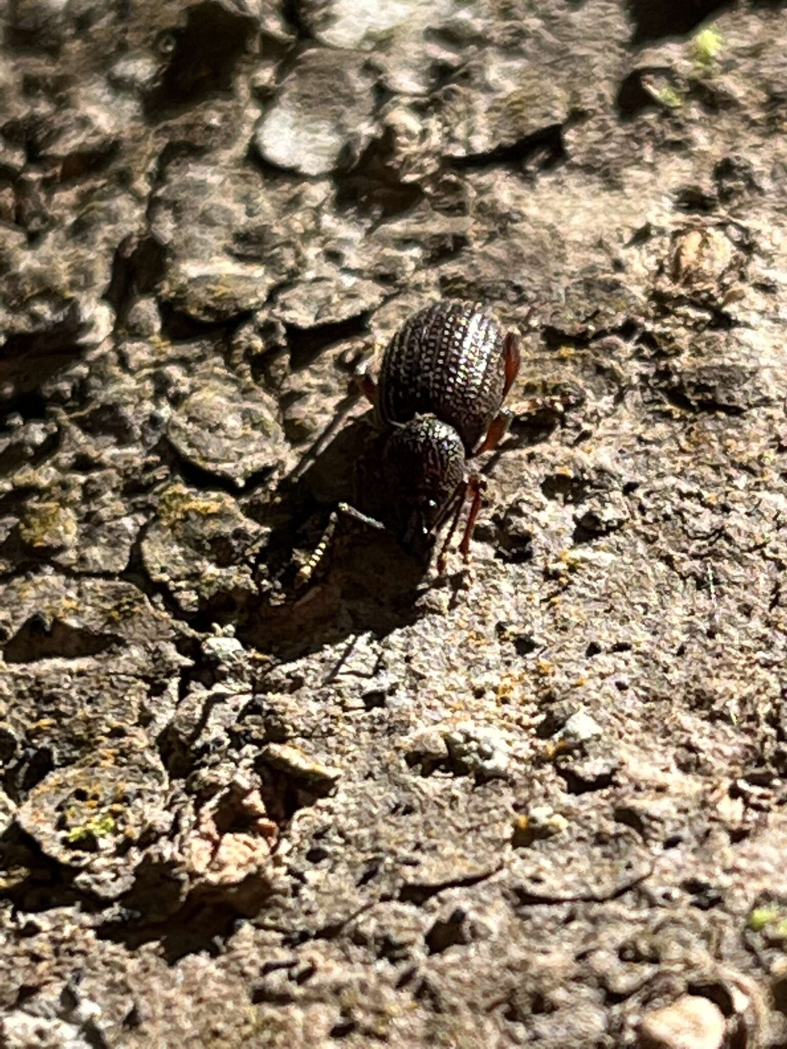 Image of Cribrate Weevil