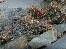 Image of Austrocactus spiniflorus (Phil.) F. Ritter