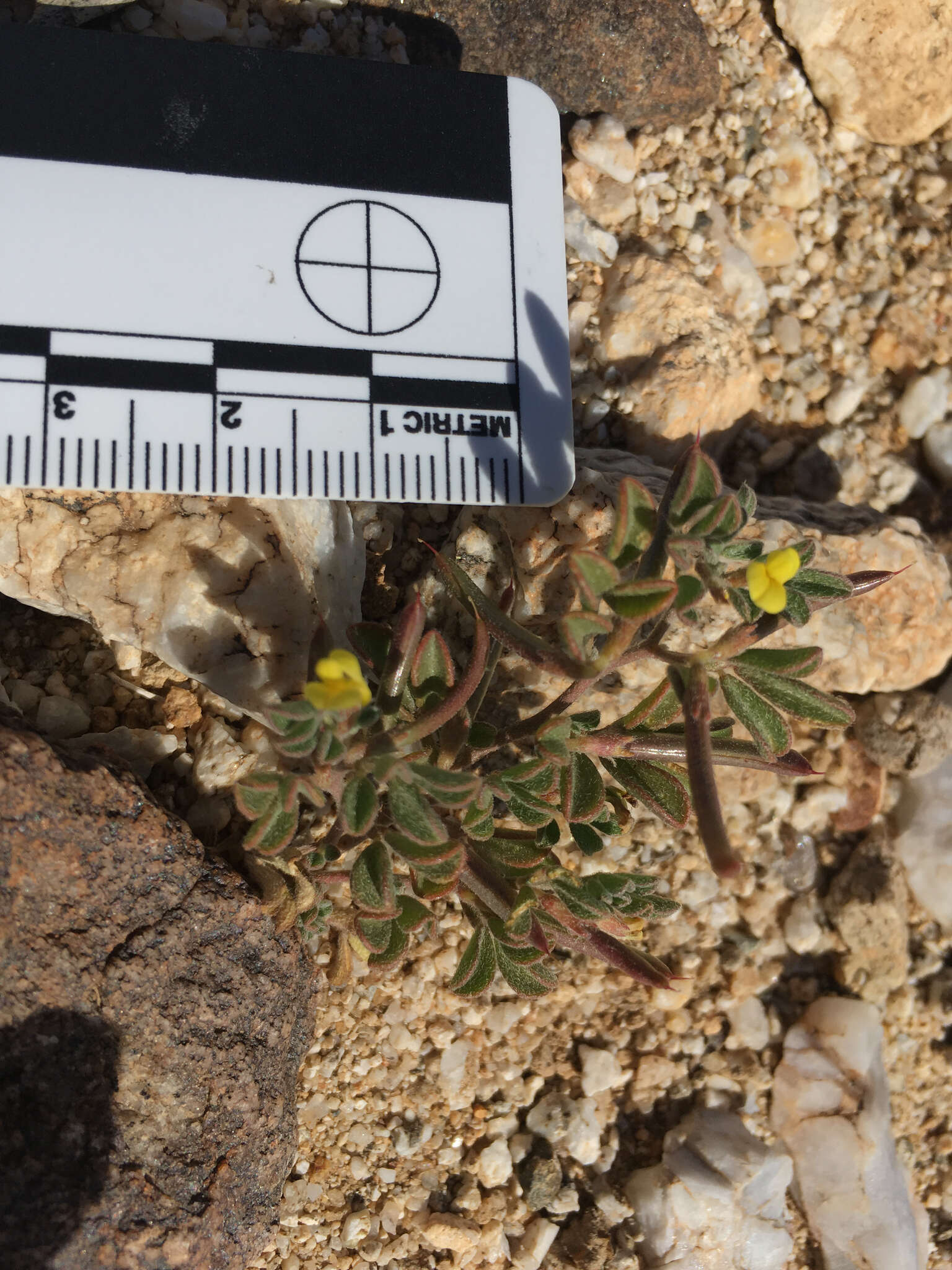 Image of strigose bird's-foot trefoil